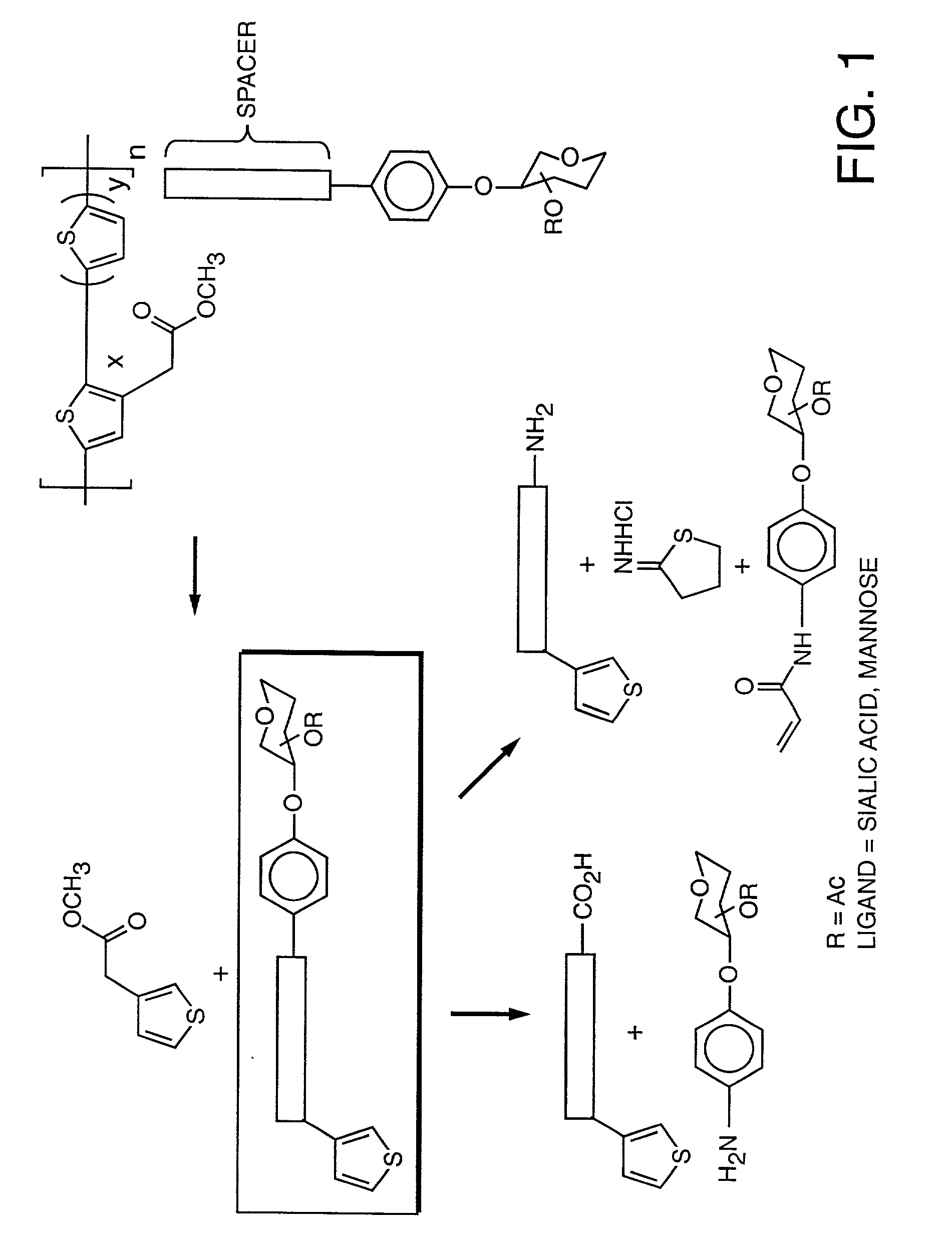 Colorimetric glycopolythiophene biosensors