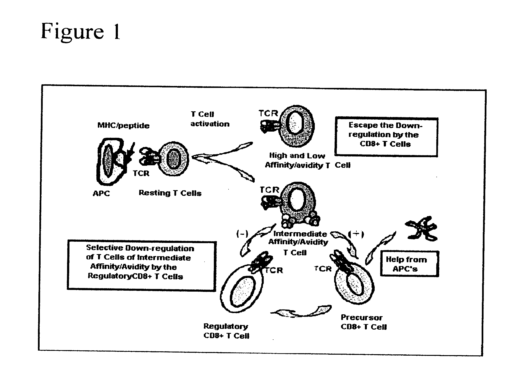 Methods to activate or block the HLA-E/Qa-1 restricted CD8+ T cell regulatory pathway to treat immunological disease