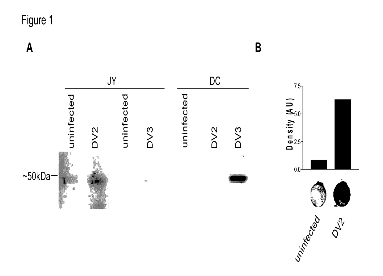 Cytotoxic T lymphocyte inducing immunogens for prevention treatment and diagnosis of dengue virus infection