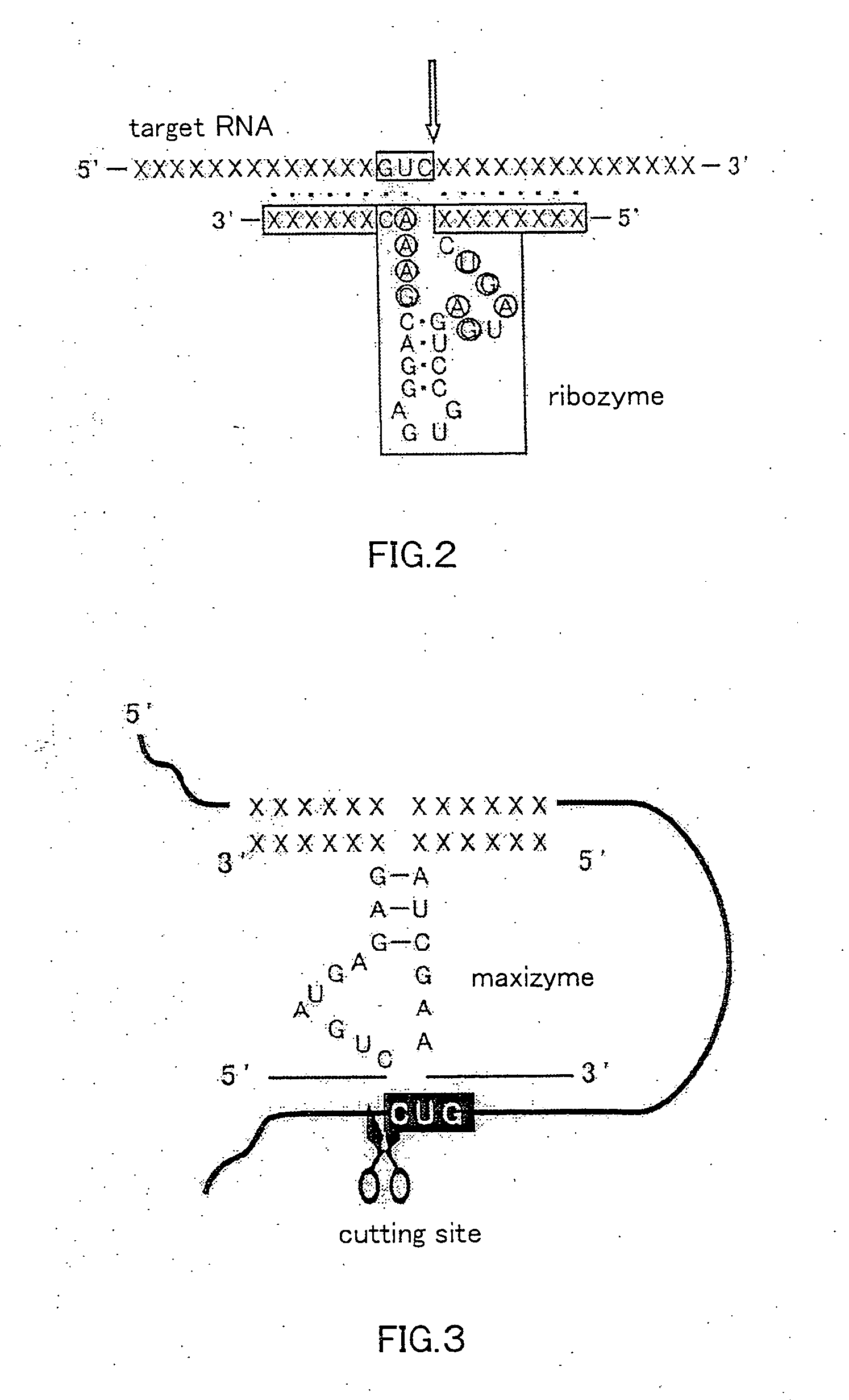 Exon 1 ss of pdgf alpha gene and utilization thereof