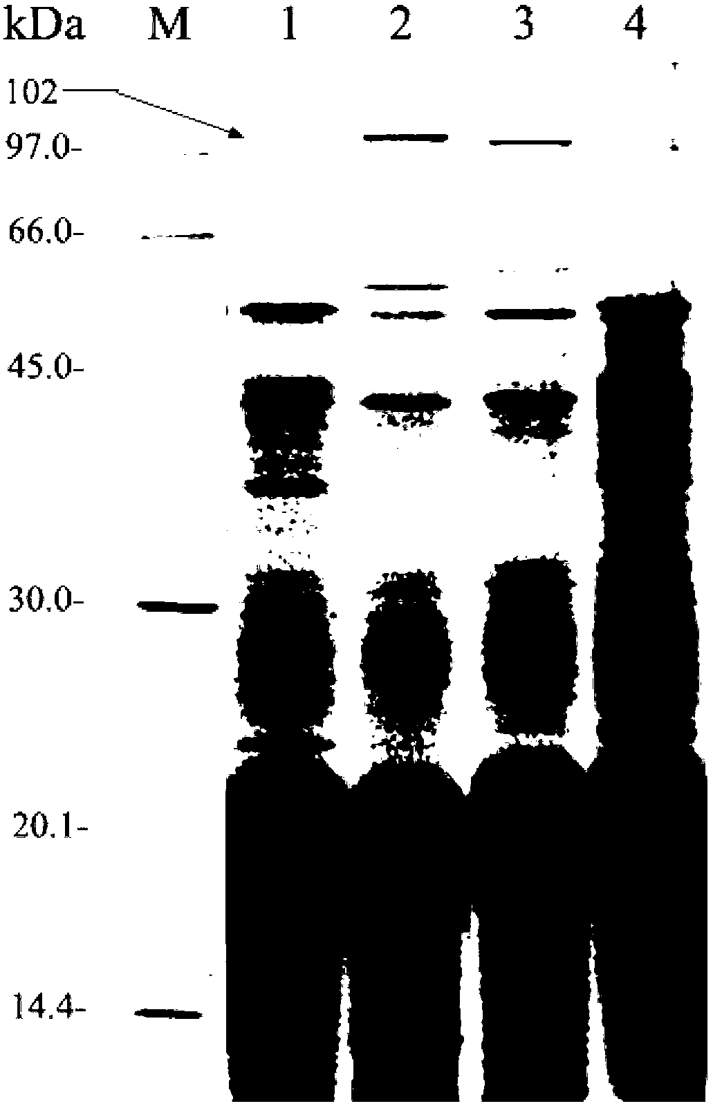 Method for detecting production trait goodness and badness of spirulina strain