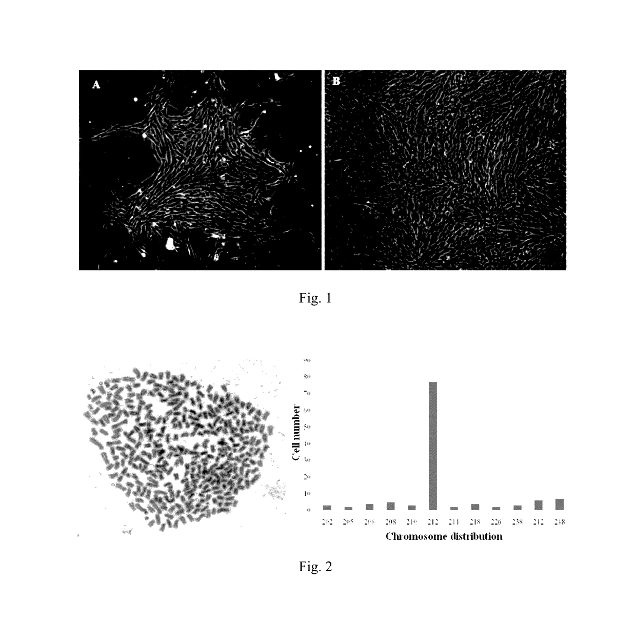 Cyprinid herpesvirus II-sensitive brain tissue cell line of <i>Carassius auratus gibelio </i>and establishing method and use thereof