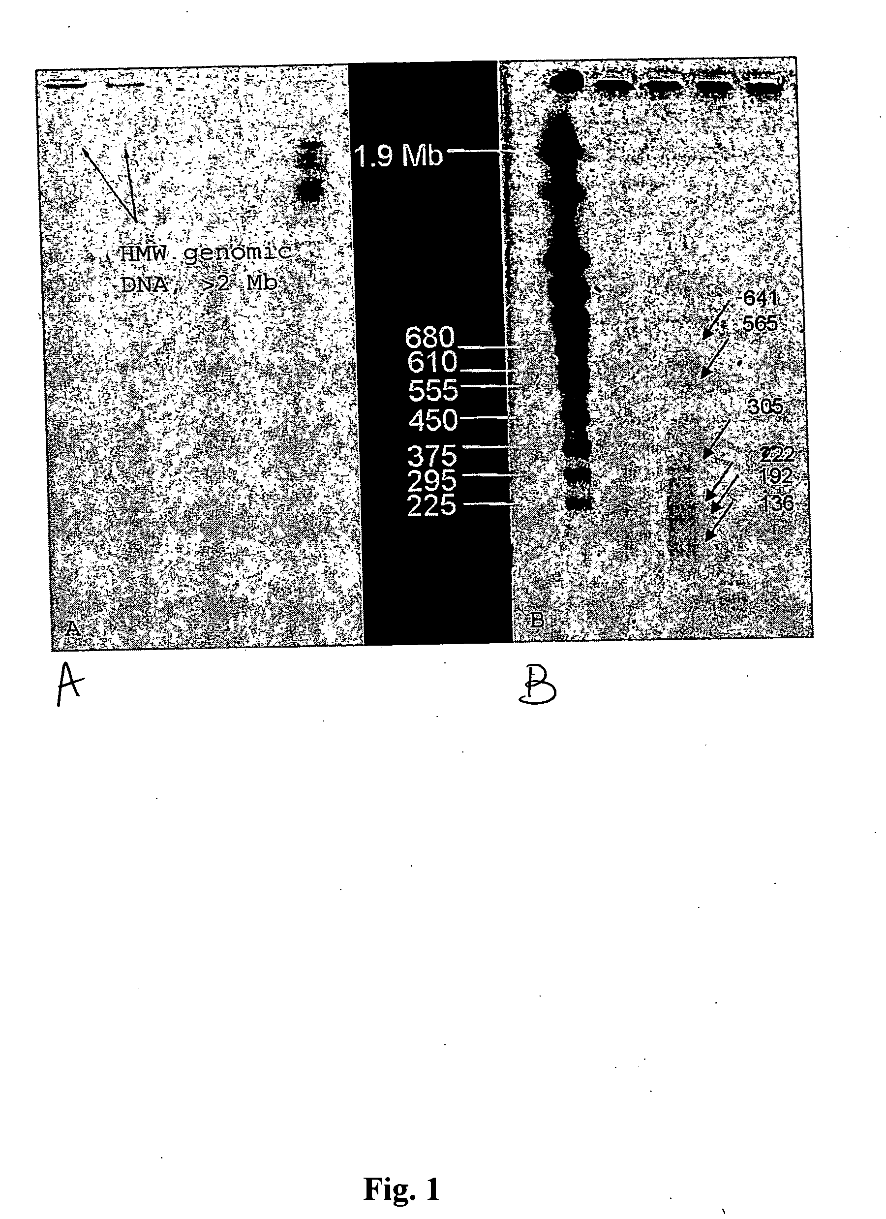 Methods for isolation of nucleic acids from prokaryotic spores