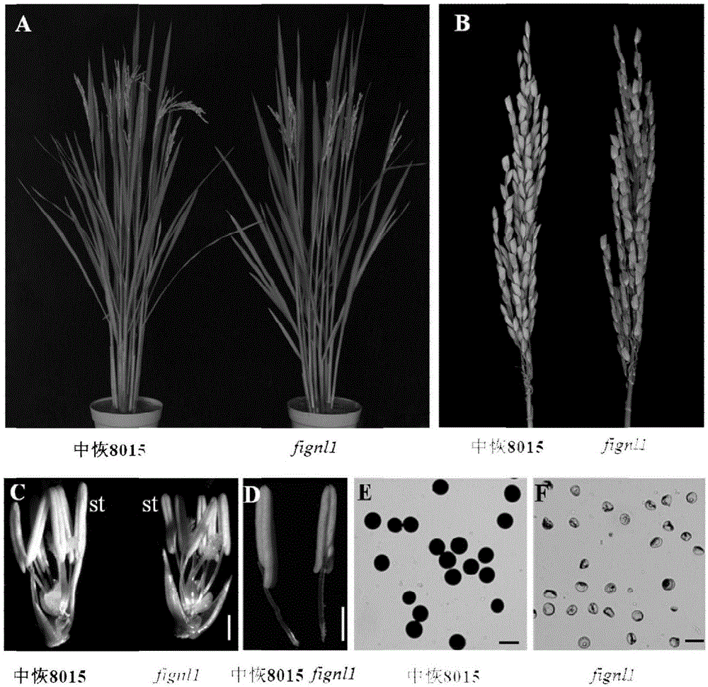 Oryza sativa male sterility gene OsFIGNL1 (Oryza sativa Fidgetin-like 1) and application thereof