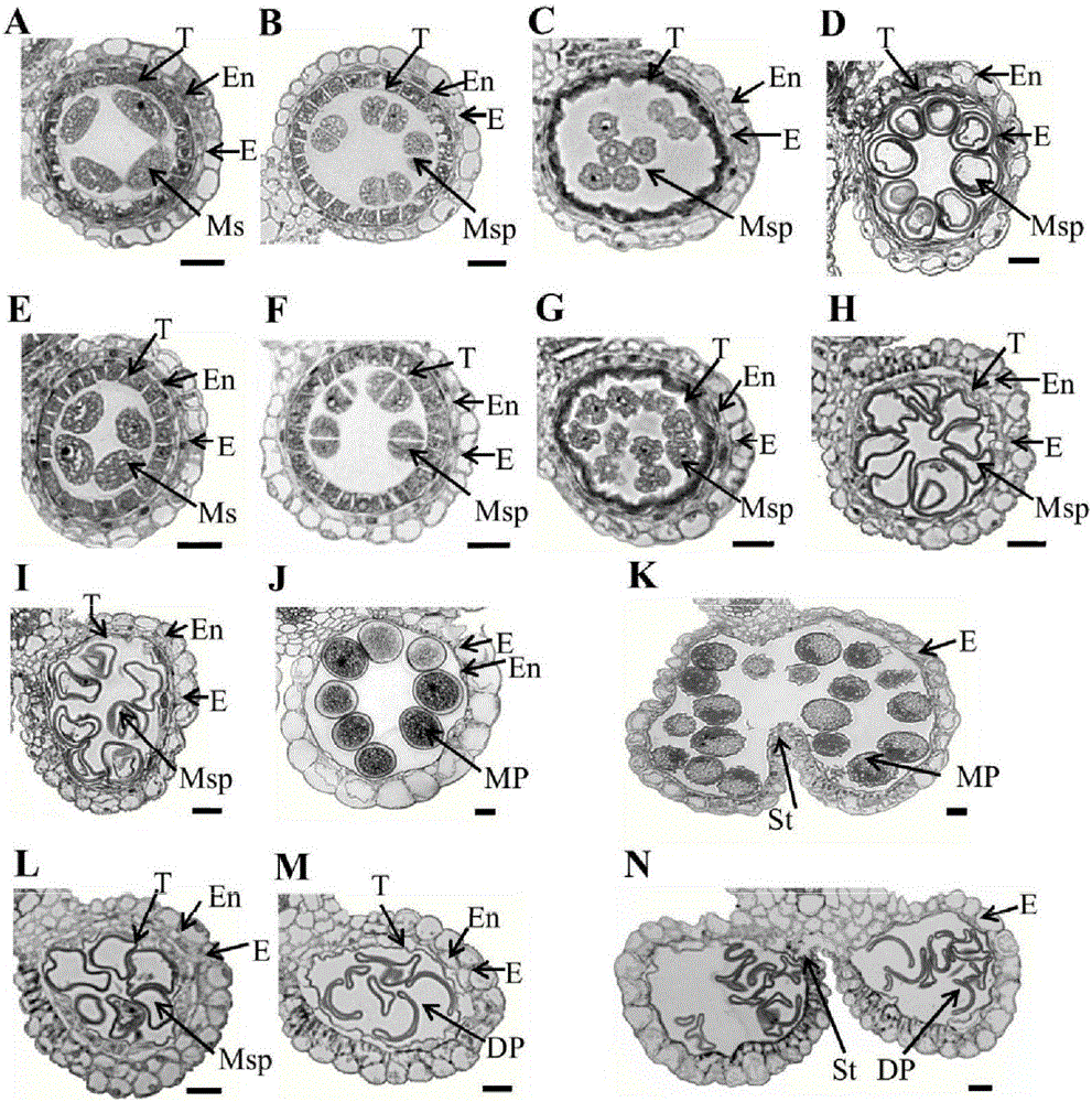 Oryza sativa male sterility gene OsFIGNL1 (Oryza sativa Fidgetin-like 1) and application thereof