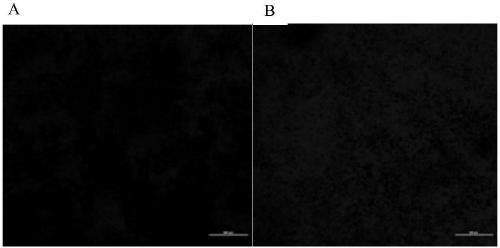 Corynebacterium glutamicum overexpressing adenosine triphosphatase, construction method and application thereof