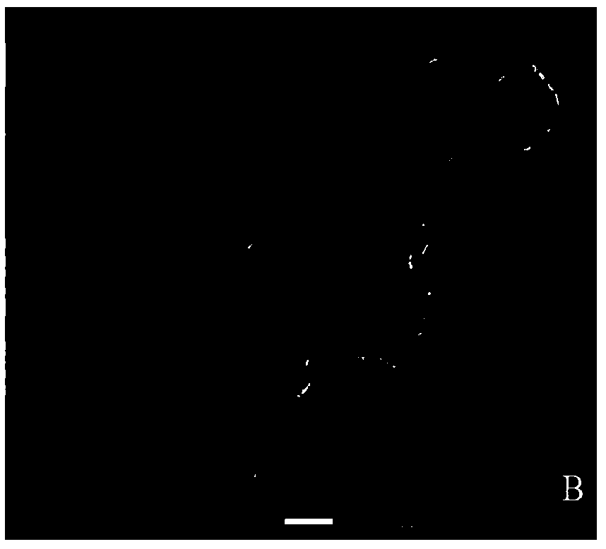 Preparation method and modification method of taro starch nanoparticles as well as application of taro starch nanoparticles