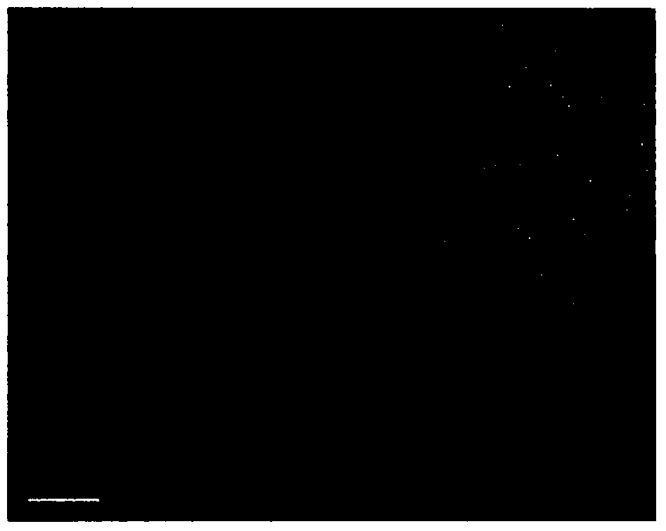 Preparation method and modification method of taro starch nanoparticles as well as application of taro starch nanoparticles