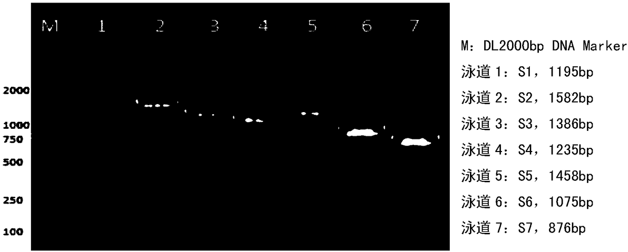 Complete genome sequence and amplification primer of Seneca valley virus SVV/CH/NM/2016