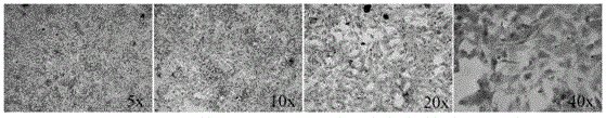 Poly-L-lactide-caprolactone copolymer (PLCL) three-dimensional porous scaffold, PLCL and collagen (PLCL-COL) composite scaffold and preparation methods of scaffolds