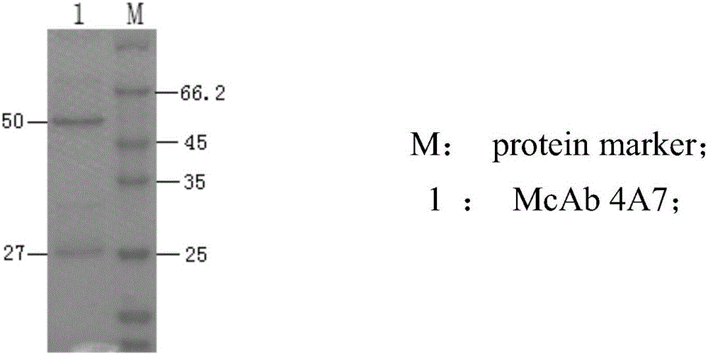 Antigenic epitope simulative peptide of classical swine fever virus (CSFV) E2 protein, and preparation method and application thereof