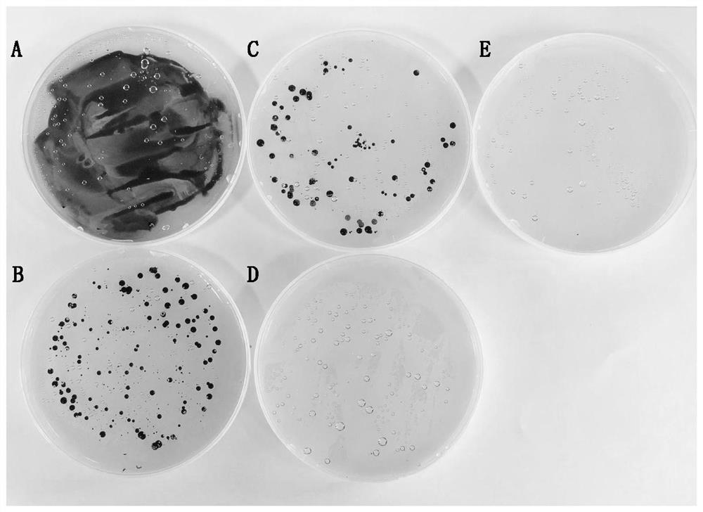 A method for obtaining antimicrobial peptide chlorella mediated by magnetic nanoparticles