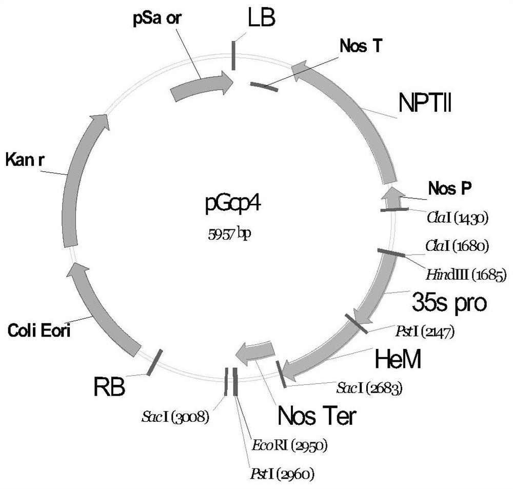 A method for obtaining antimicrobial peptide chlorella mediated by magnetic nanoparticles