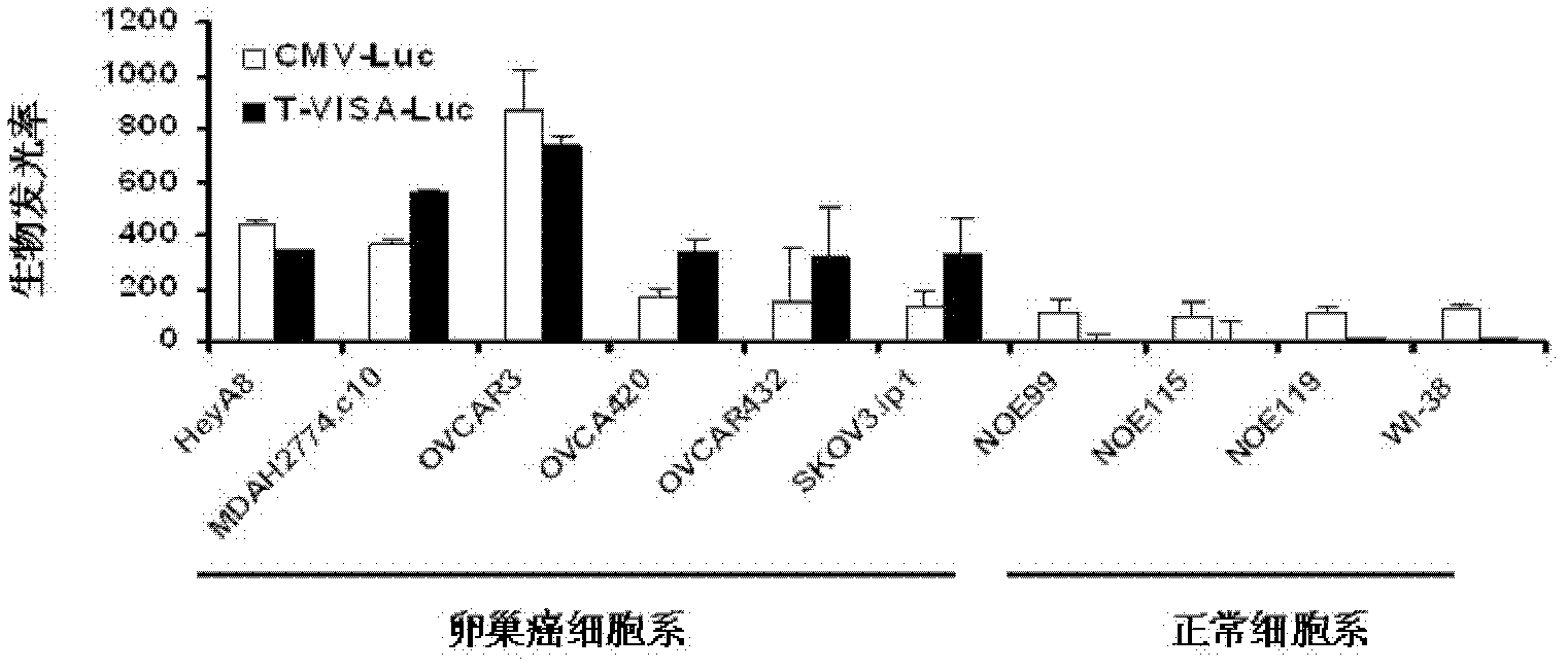 Carrier T-VISA for expressing target genes at high efficiency and high specificity in tumor cells