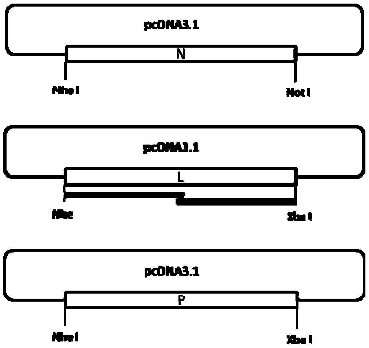 F genotype mumps virus attenuated strain as well as construction method and application thereof