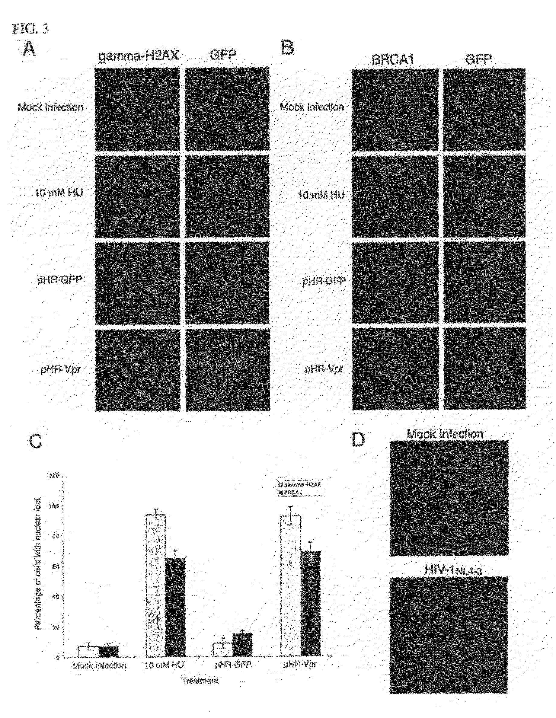 Cell cycle arrest and apoptosis