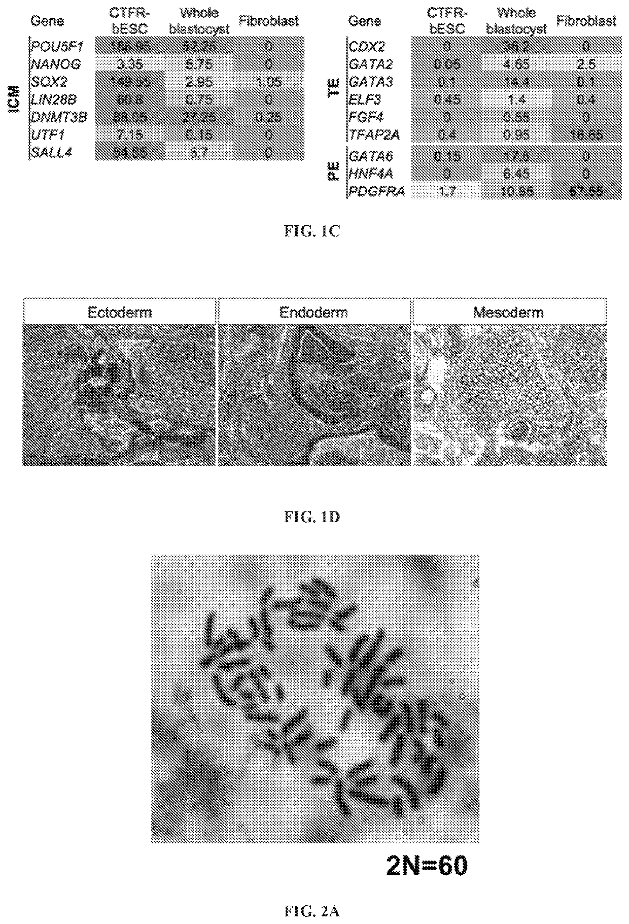 Efficient derivation of stable pluripotent bovine embryonic stem cells