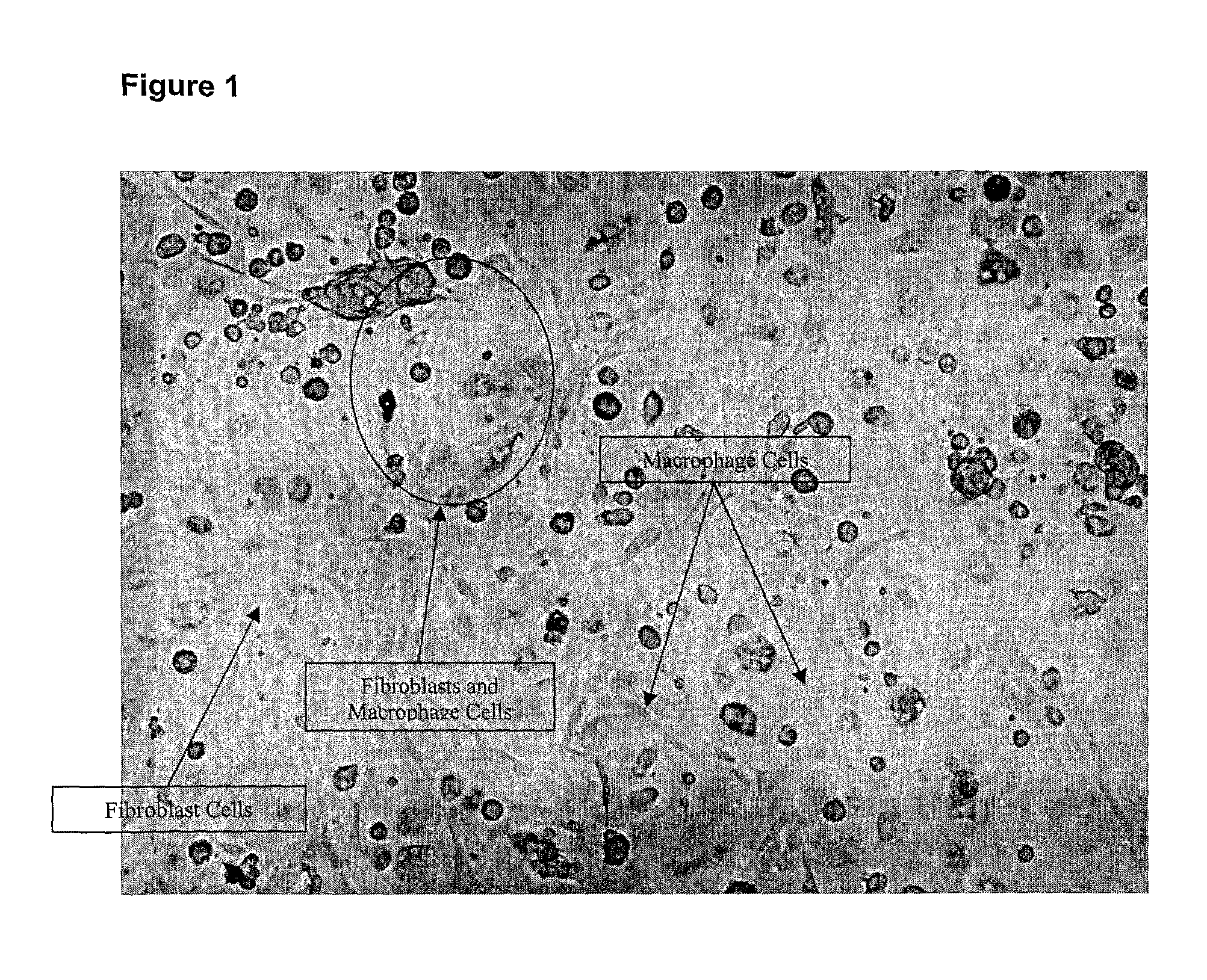 Ex vivo cell stimulation