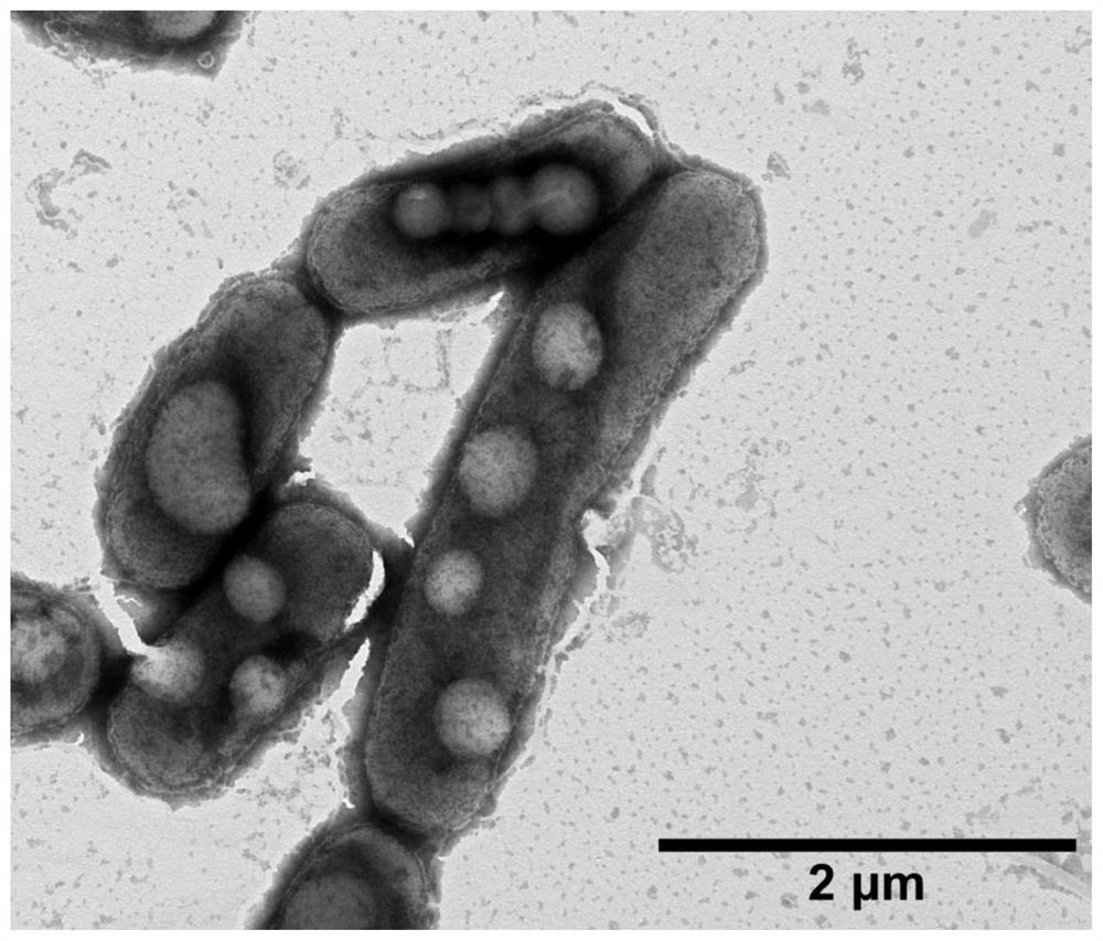 Rhodococcus pyridinivorans and application thereof in production of PHBV