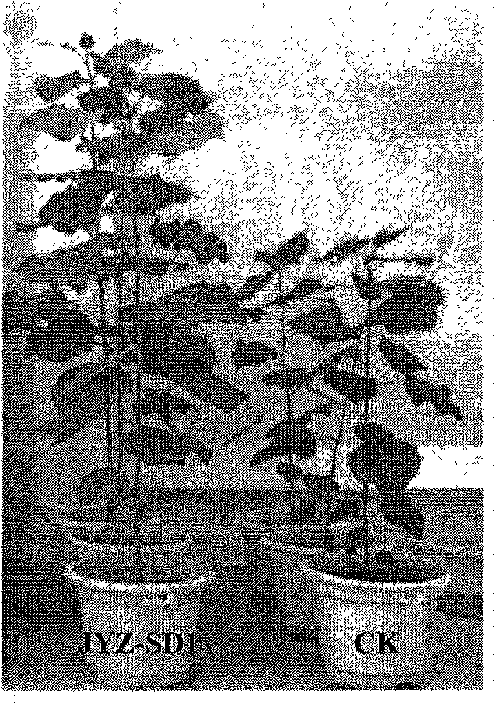 Bacillus cereus and application thereof in promoting growth of poplars