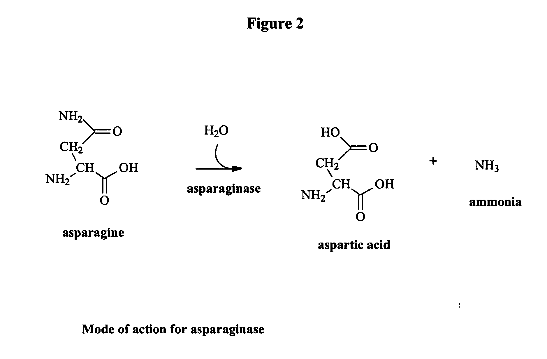 Method for reducing acrylamide in foods, foods having reduced levels of acrylamide and article of commerce