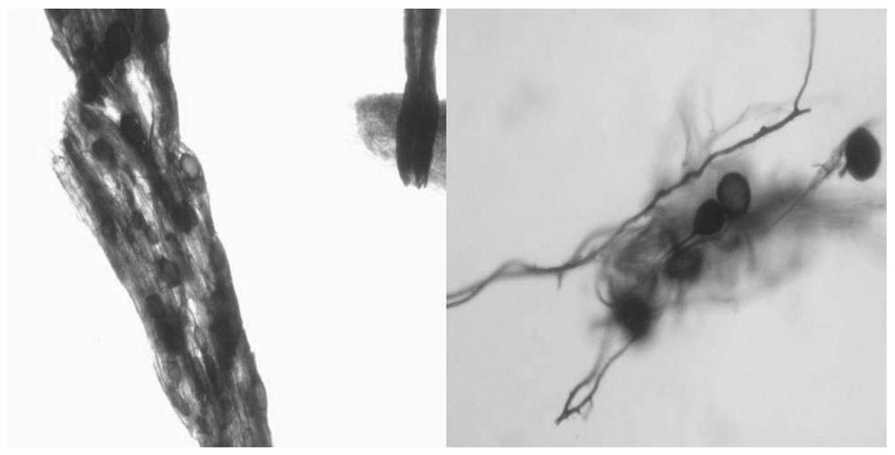 A method of mycorrhizal inoculation to promote slope regreening