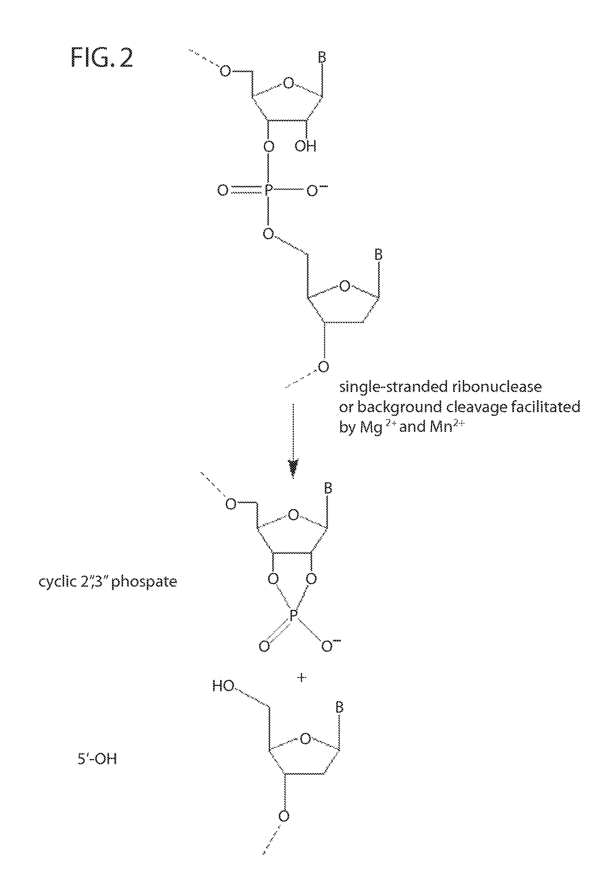 Rnase h-based assays utilizing modified RNA monomers