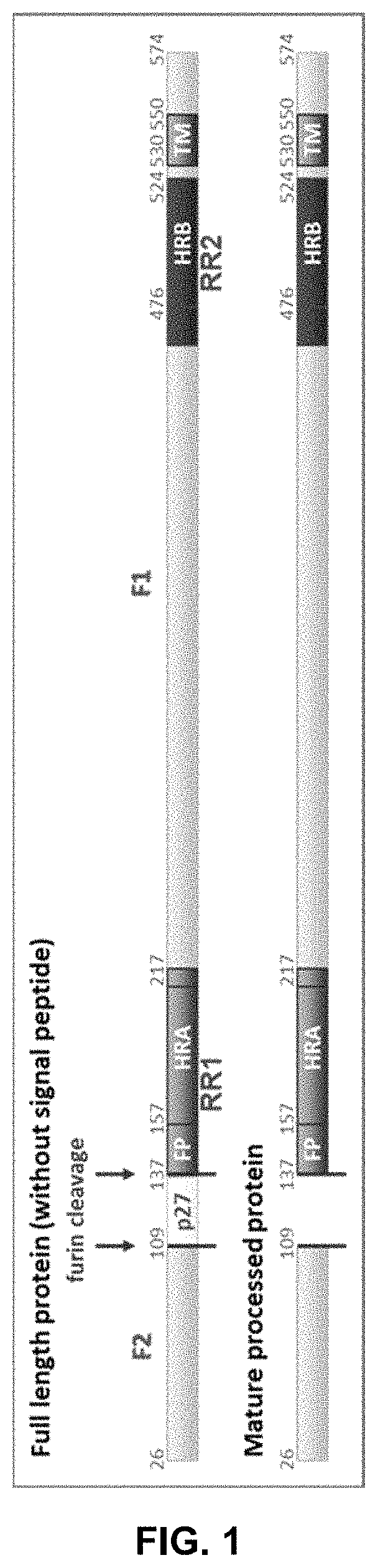 Vaccine against RSV