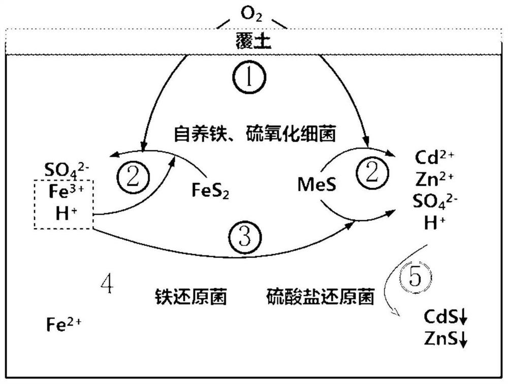 Microbial remediation method applied to non-soil dressing mining area