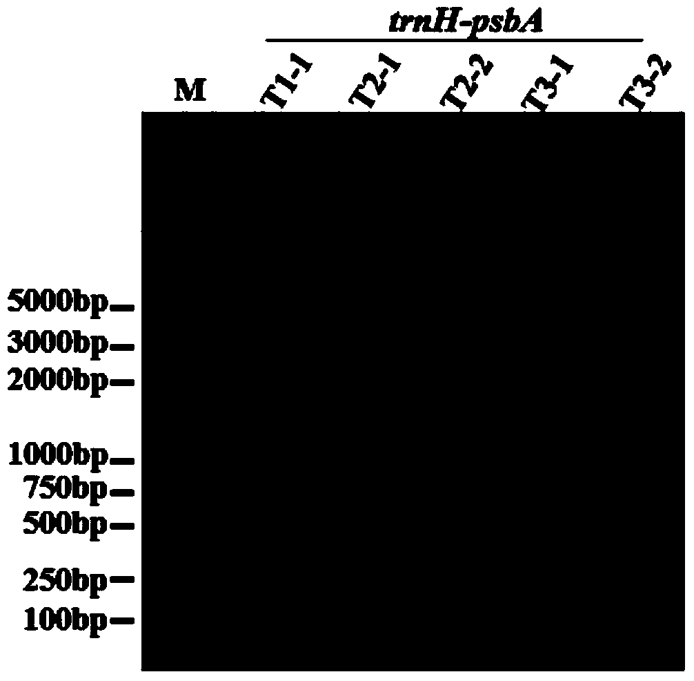 Application of trnH-psbA sequences as DNA barcodes in identifying Trapa acornis Nakano and identifying method