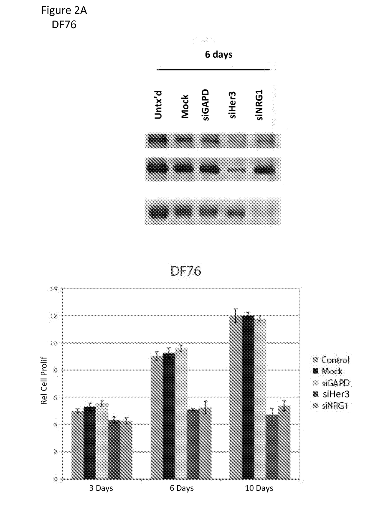 HER3 Inhibition in Low-grade Serous Ovarian Cancers