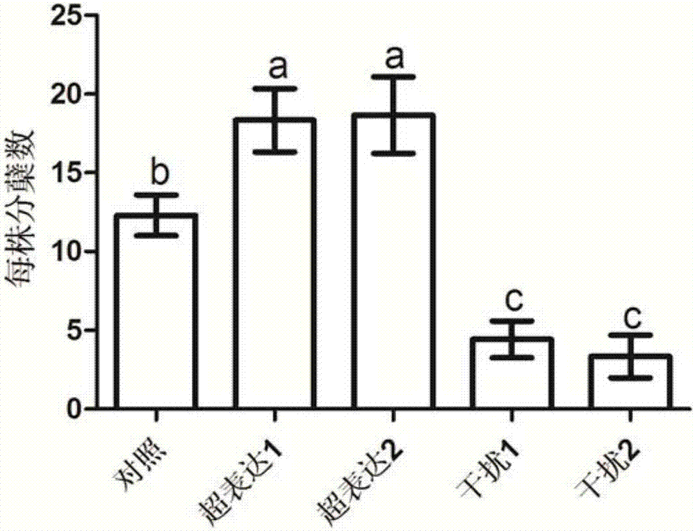 Application of OsNPF5.16 gene for increasing single-plant yield of paddy rice