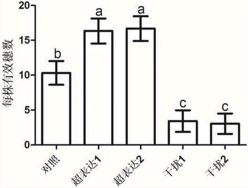 Application of OsNPF5.16 gene for increasing single-plant yield of paddy rice