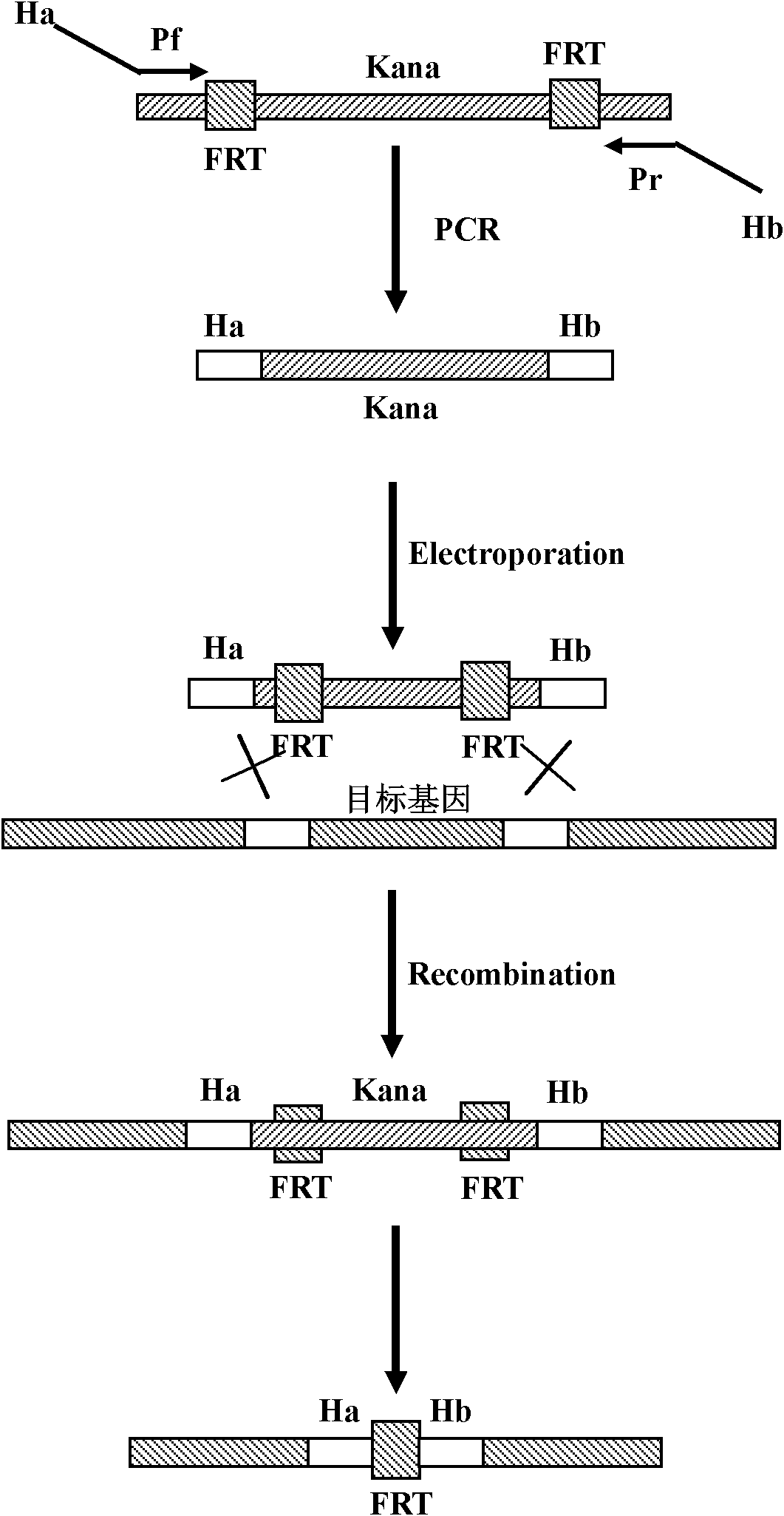 Method for improving acid yield of L-phenylalanine gene engineering bacteria