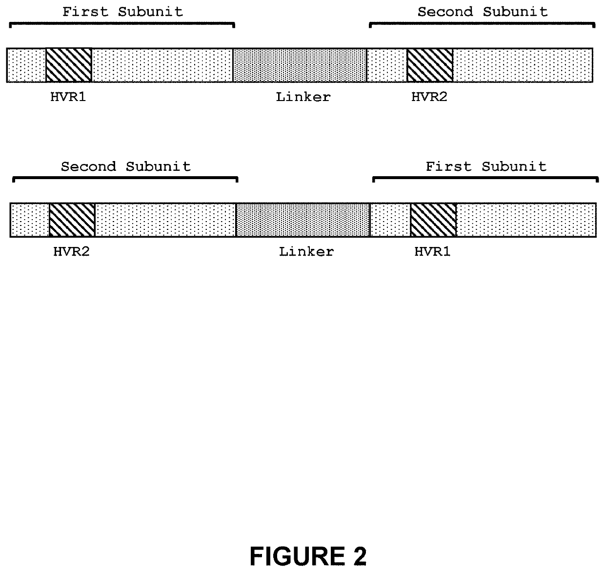 Optimized engineered nucleases having specificity for the human t cell receptor alpha constant region gene