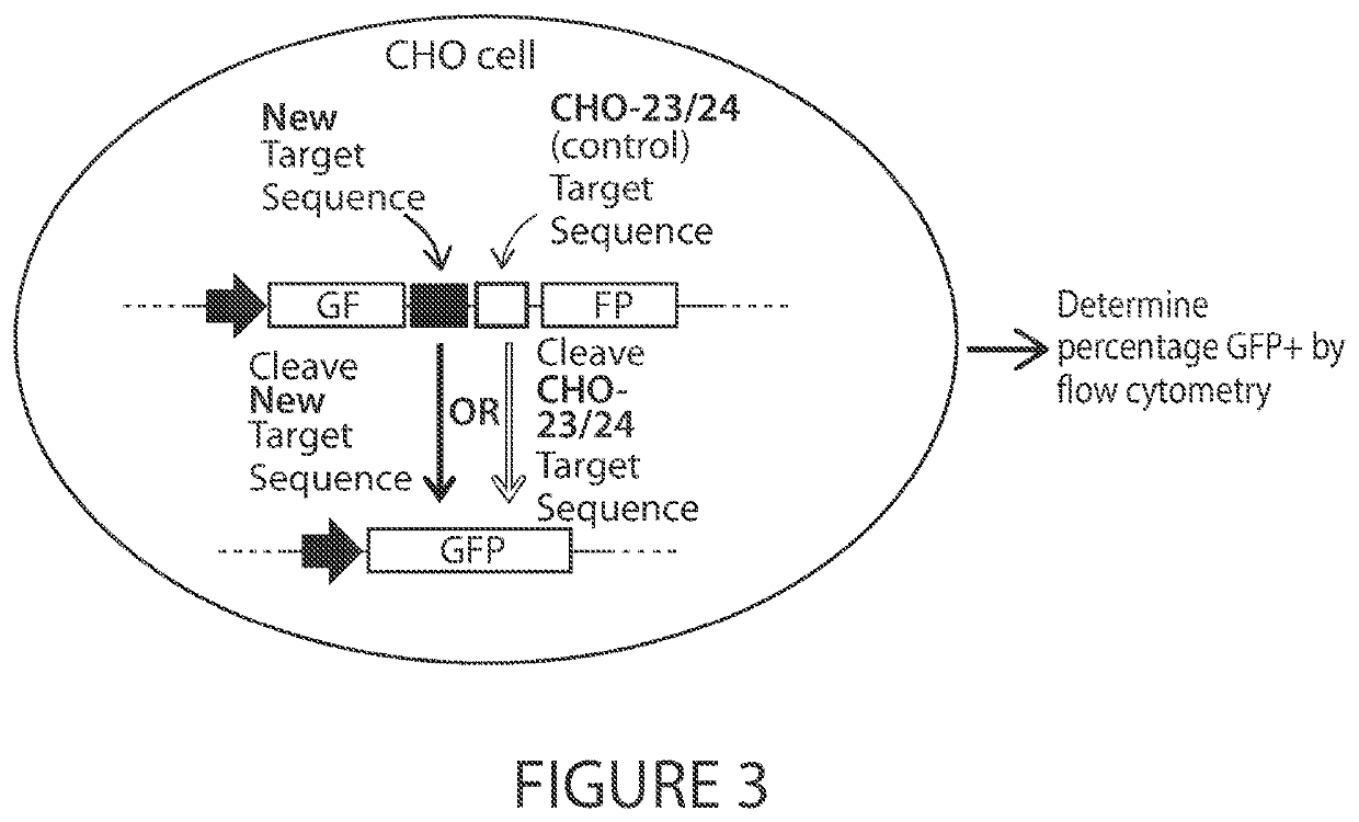 Optimized engineered nucleases having specificity for the human t cell receptor alpha constant region gene