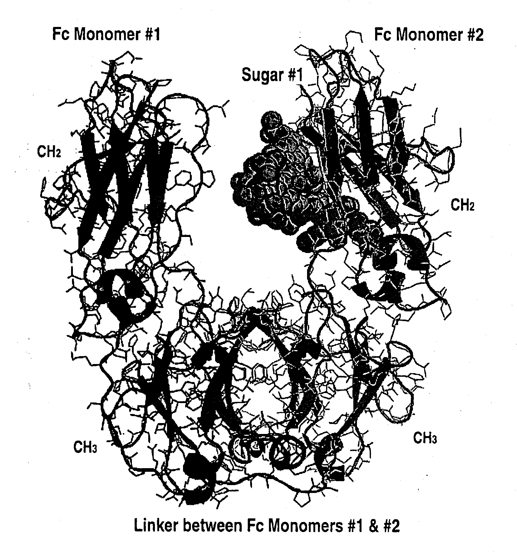 SINGLE CHAIN Fc (ScFc) REGIONS, BINDING POLYPEPTIDES COMPRISING SAME, AND METHODS RELATED THERETO