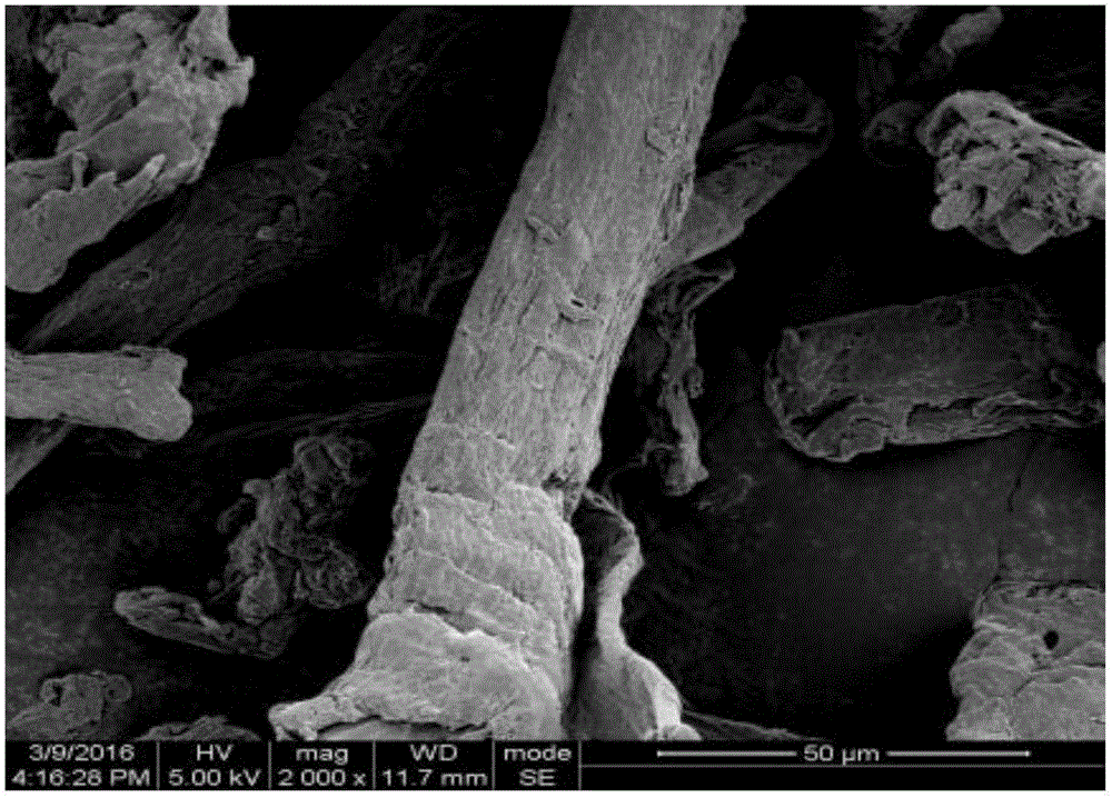 Cellulose graft modification method by using supercritical carbon dioxide as solvent