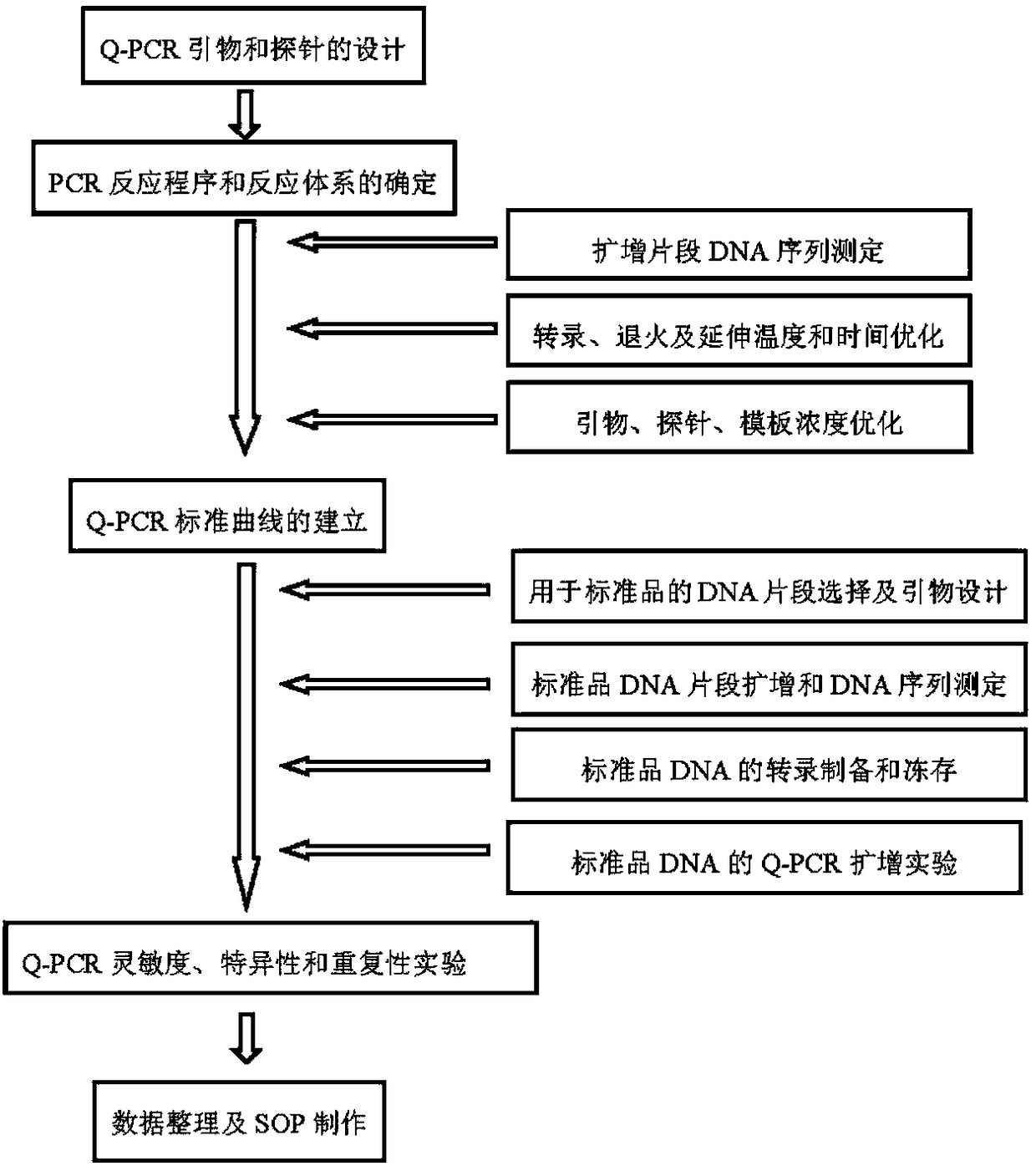 Primer and probe for identifying dual real-time fluorescence quantitative PCR (polymerase chain reaction) of A type and B type cattle pasteurella multocida and detection method