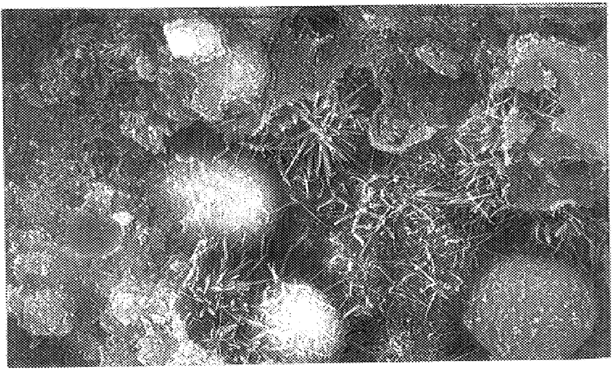 Method of making building blocks from coal combustion waste and related products