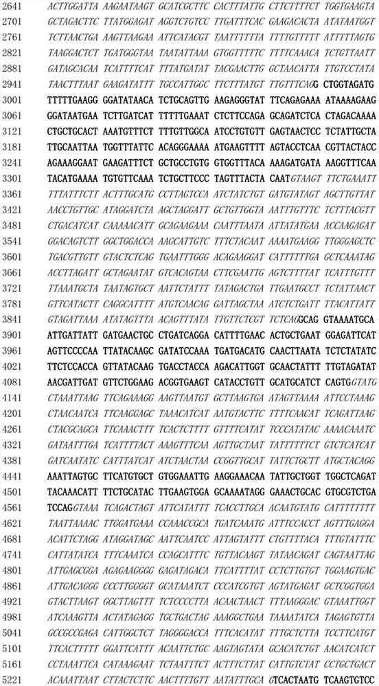 Soybean symbiotic nitrogen-fixing lipopolysaccharide gene or its protein and application