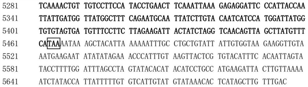 Soybean symbiotic nitrogen-fixing lipopolysaccharide gene or its protein and application