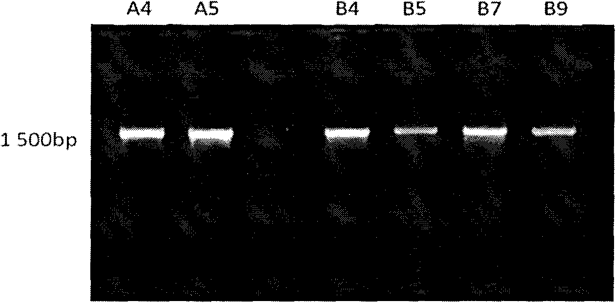 Bacillus subtillis strain containing ramie degumming activity, preparation and application thereof