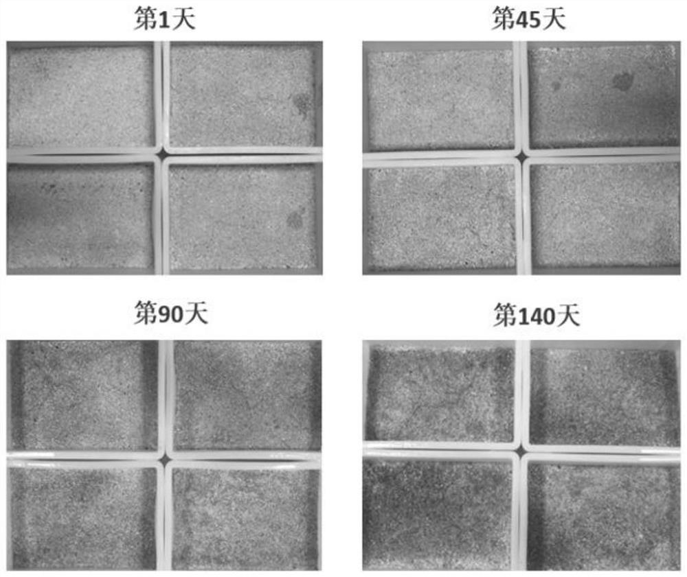 Phycomycete crust cultivation method suitable for calcareous sand soil of South China Sea coral island reef