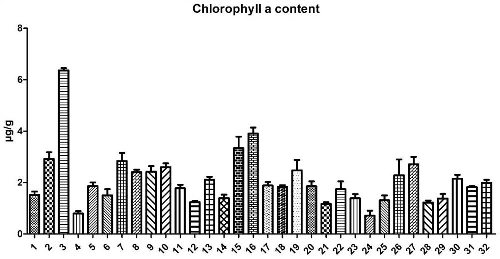 Phycomycete crust cultivation method suitable for calcareous sand soil of South China Sea coral island reef