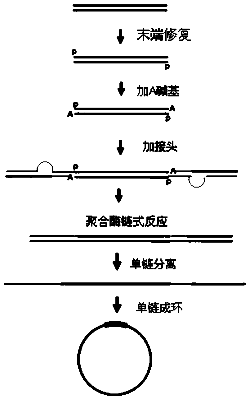 Bubble linker and its application in nucleic acid library construction and sequencing