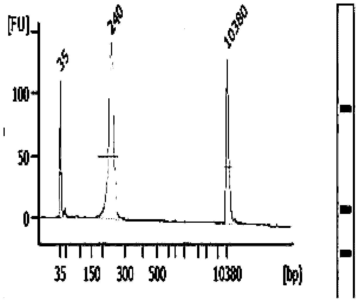 Bubble linker and its application in nucleic acid library construction and sequencing