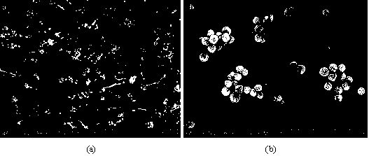 Preparation method of graphene oxide and magnetic mesoporous silica composite material capable of adsorbing pollutants in water