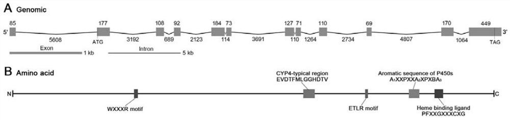 A gene, gene fragment, corresponding dsrna that regulates the synthesis of sex pheromone of the German cockroach, its preparation method and application