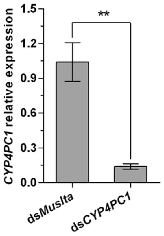 A gene, gene fragment, corresponding dsrna that regulates the synthesis of sex pheromone of the German cockroach, its preparation method and application